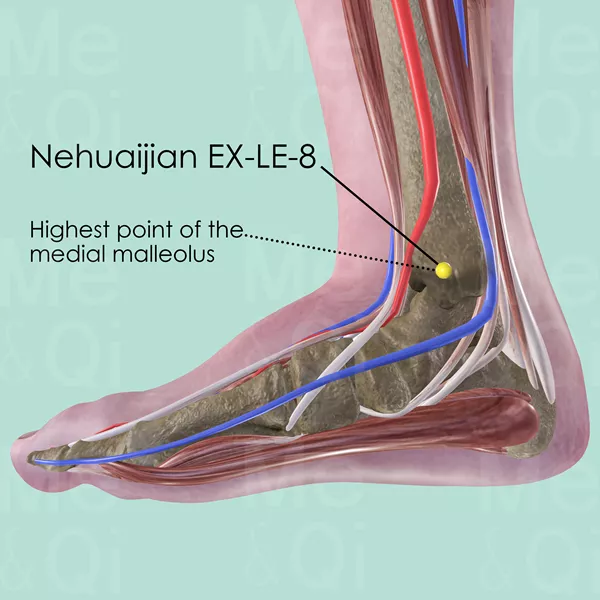 Neihuaijian EX-LE-8 - Muscles view - Acupuncture point on Extra Points: Lower Extremities (EX-LE)