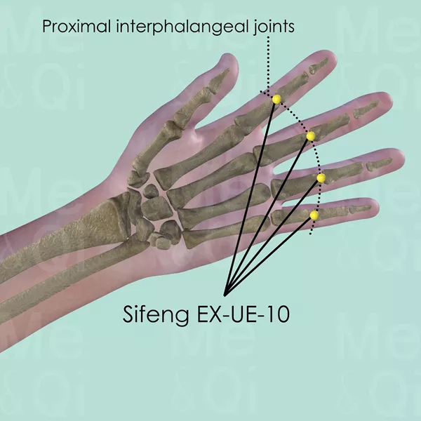 Sifeng EX-UE-10 - Bones view - Acupuncture point on Extra Points: Upper Extremities (EX-UE)