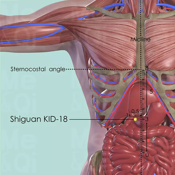 Shiguan KID-18 - Muscles view - Acupuncture point on Kidney Channel