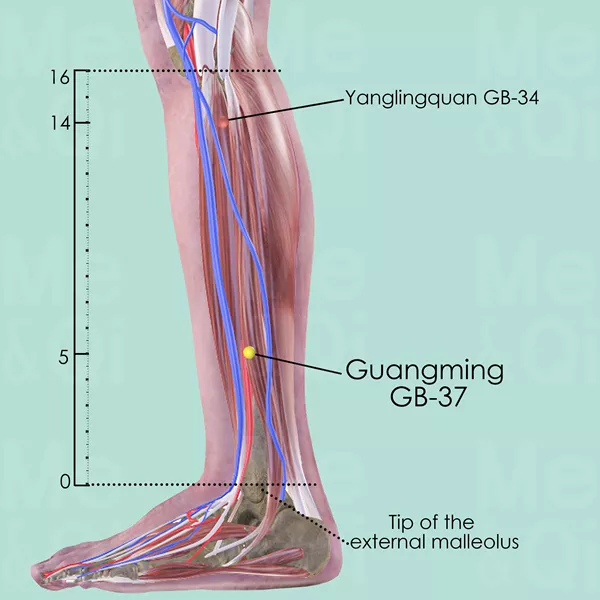 Guangming GB-37 - Muscles view - Acupuncture point on Gall Bladder Channel