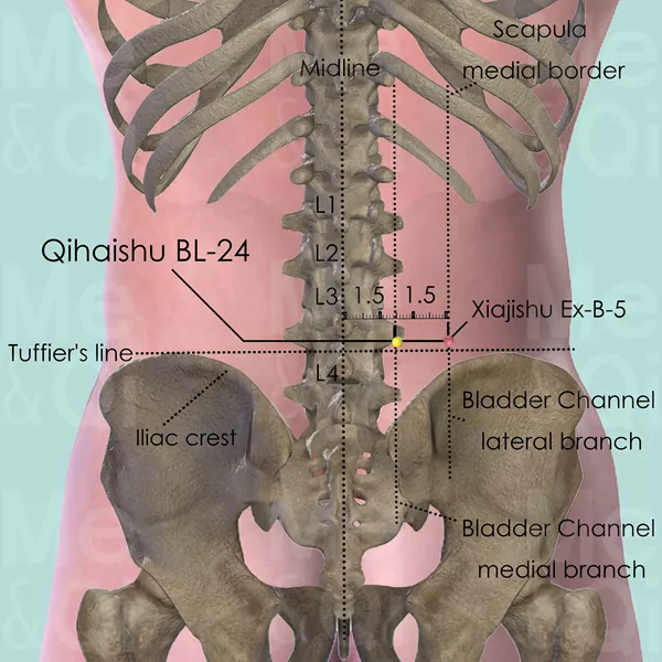 Qihaishu BL-24 - Bones view - Acupuncture point on Bladder Channel
