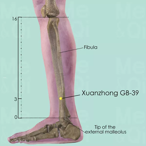 Xuanzhong GB-39 - Bones view - Acupuncture point on Gall Bladder Channel