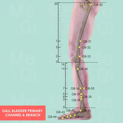 Gall Bladder Primary Channel  pathway