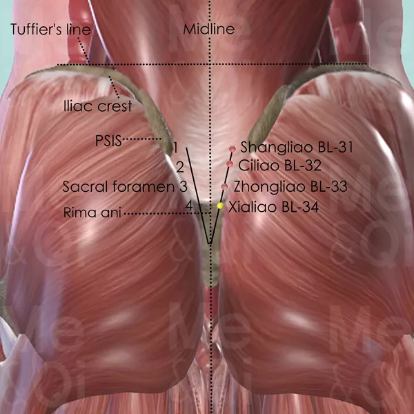 Xialiao BL-34 - Muscles view - Acupuncture point on Bladder Channel