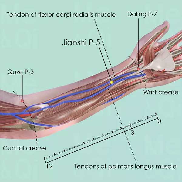 Jianshi P-5 - Muscles view - Acupuncture point on Pericardium Channel