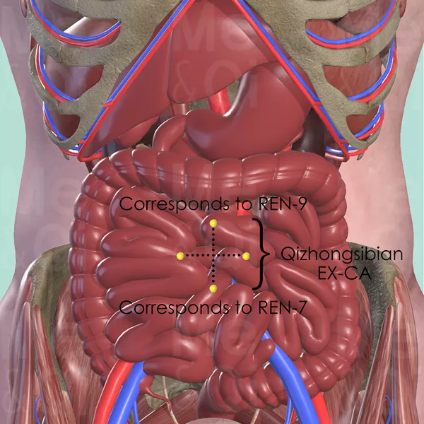 Qizhongsibian EX-CA - Muscles view - Acupuncture point on Extra Points: Chest and Abdomen (EX-CA)