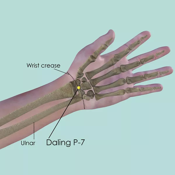 Daling P-7 - Bones view - Acupuncture point on Pericardium Channel