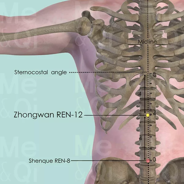 Zhongwan REN-12 - Bones view - Acupuncture point on Directing Vessel