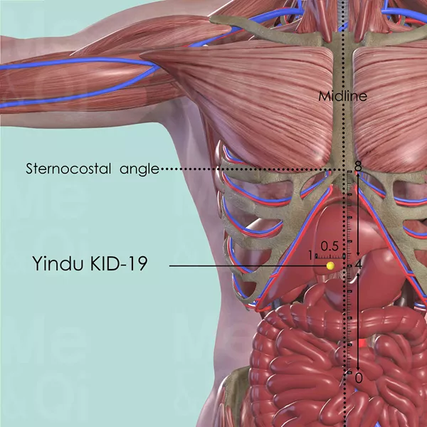 Yindu KID-19 - Muscles view - Acupuncture point on Kidney Channel