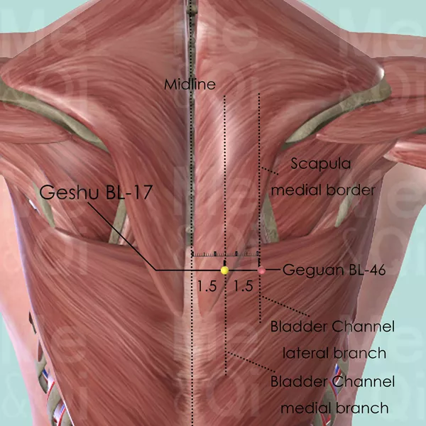 Geshu BL-17 - Muscles view - Acupuncture point on Bladder Channel