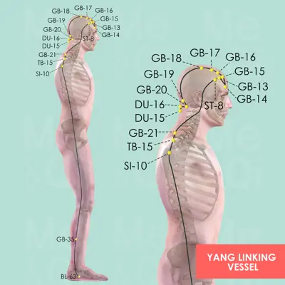Yang Linking Vessel pathway