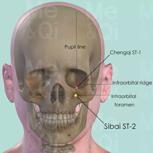 Sibai ST-2 - Bones view - Acupuncture point on Stomach Channel