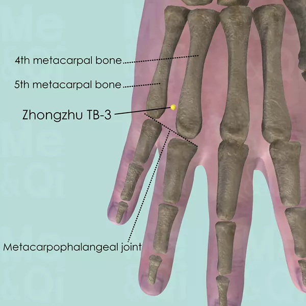 Zhongzhu TB-3 - Bones view - Acupuncture point on Triple Burner Channel