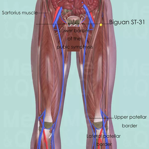 Biguan ST-31 - Muscles view - Acupuncture point on Stomach Channel