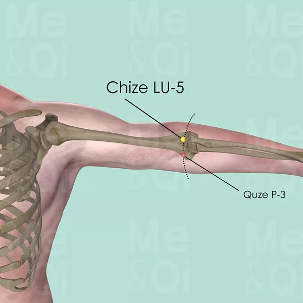 Chize LU-5 - Bones view - Acupuncture point on Lung Channel