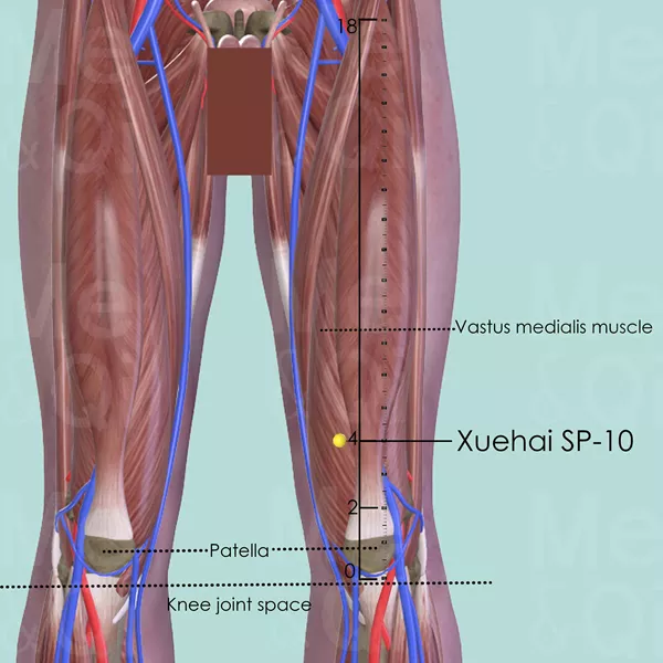 Xuehai SP-10 - Muscles view - Acupuncture point on Spleen Channel