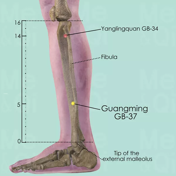 Guangming GB-37 - Bones view - Acupuncture point on Gall Bladder Channel