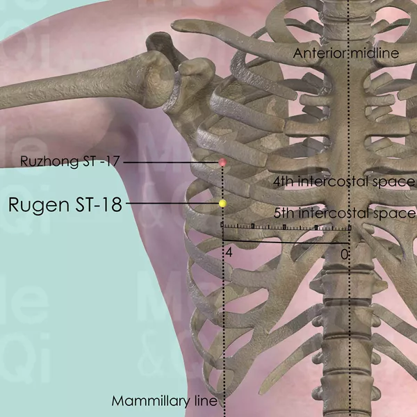 Rugen ST-18 - Bones view - Acupuncture point on Stomach Channel