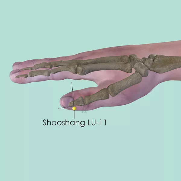 Shaoshang LU-11 - Bones view - Acupuncture point on Lung Channel