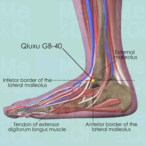 Qiuxu GB-40 - Muscles view - Acupuncture point on Gall Bladder Channel