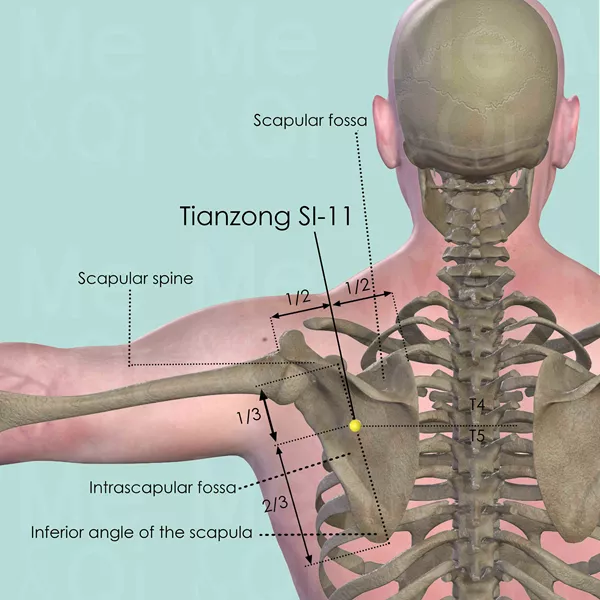 Tianzong SI-11 - Bones view - Acupuncture point on Small Intestine Channel
