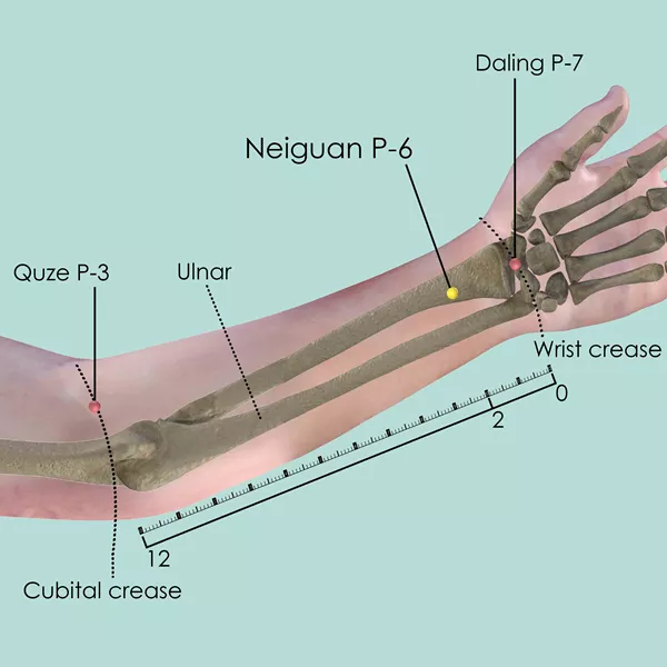Neiguan P-6 - Bones view - Acupuncture point on Pericardium Channel