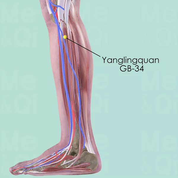 Yanglingquan GB-34 - Muscles view - Acupuncture point on Gall Bladder Channel