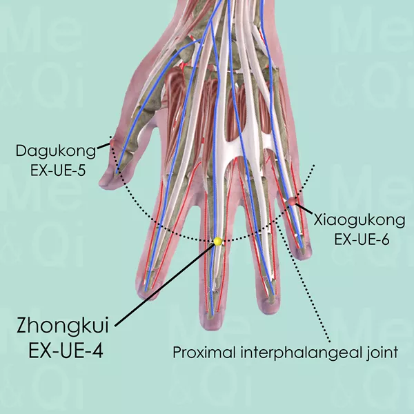 Zhongkui EX-UE-4 - Muscles view - Acupuncture point on Extra Points: Upper Extremities (EX-UE)