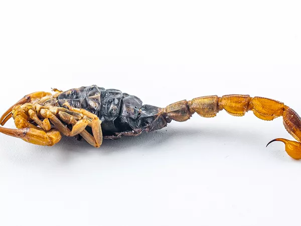 What Scorpion  looks like as a TCM ingredient