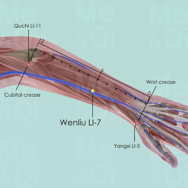 Wenliu LI-7 - Muscles view - Acupuncture point on Large Intestine Channel