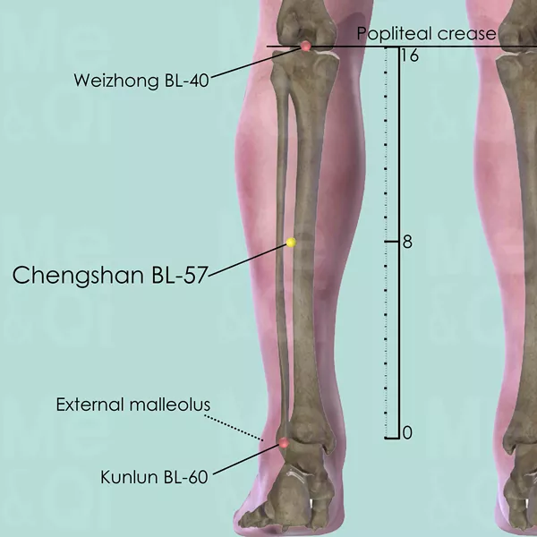 Chengshan BL-57 - Bones view - Acupuncture point on Bladder Channel