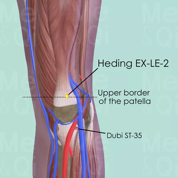 Heding EX-LE-2 - Skin view - Acupuncture point on Extra Points: Lower Extremities (EX-LE)