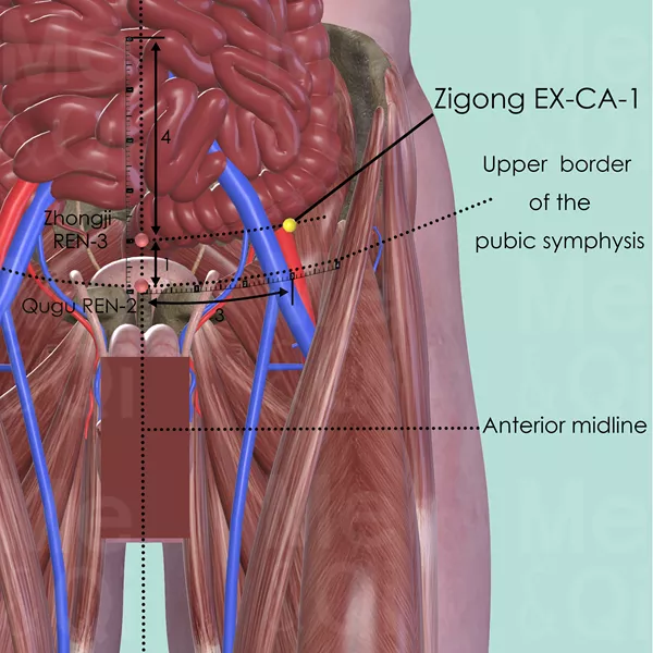 Zigong EX-CA-1 - Muscles view - Acupuncture point on Extra Points: Chest and Abdomen (EX-CA)