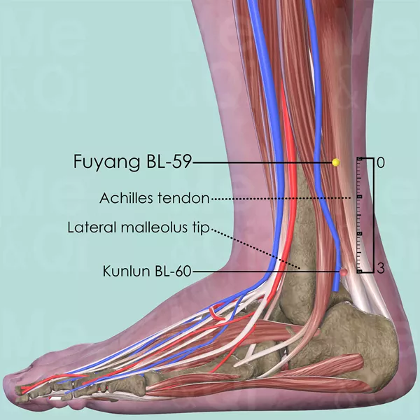 Fuyang BL-59 - Muscles view - Acupuncture point on Bladder Channel