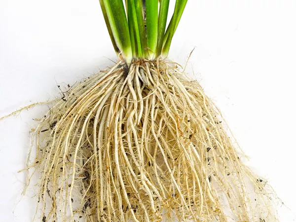 What the Glutinous rice root plant looks like