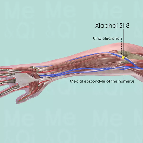 Xiaohai SI-8 - Muscles view - Acupuncture point on Small Intestine Channel