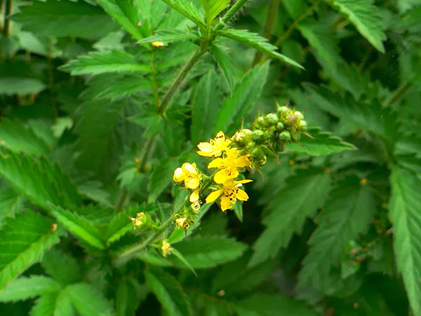 What the Agrimony plant looks like