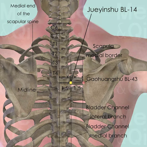 Jueyinshu BL-14 - Bones view - Acupuncture point on Bladder Channel
