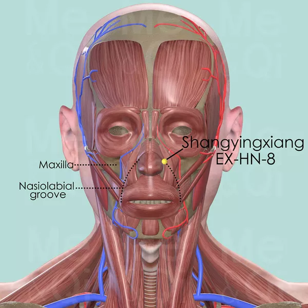 Shangyingxiang EX-HN-8 - Muscles view - Acupuncture point on Extra Points: Head and Neck (EX-HN)