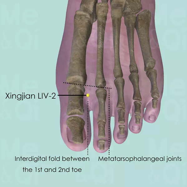 Xingjian LIV-2 - Bones view - Acupuncture point on Liver Channel