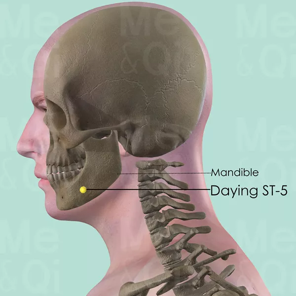 Daying ST-5 - Bones view - Acupuncture point on Stomach Channel