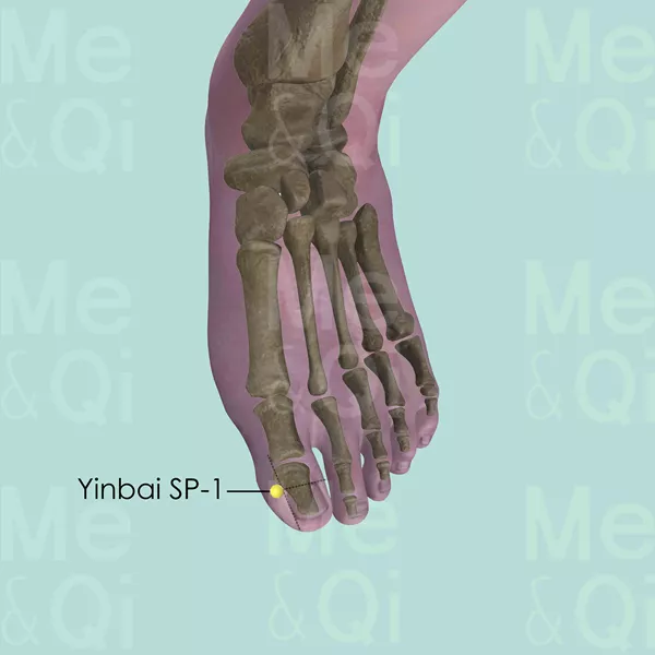 Yinbai SP-1 - Bones view - Acupuncture point on Spleen Channel