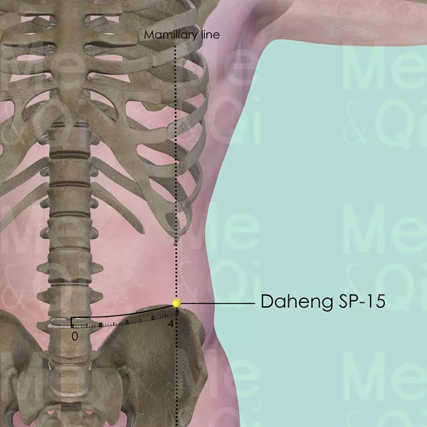 Daheng SP-15 - Bones view - Acupuncture point on Spleen Channel