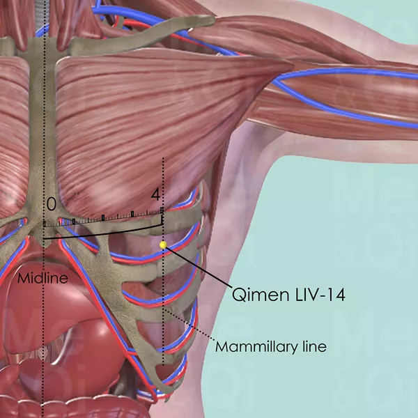 Qimen LIV-14 - Muscles view - Acupuncture point on Liver Channel