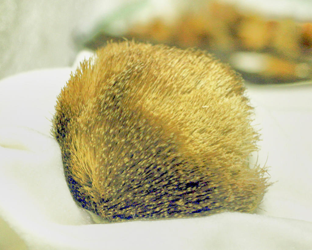 She Xiang (Musk) plant