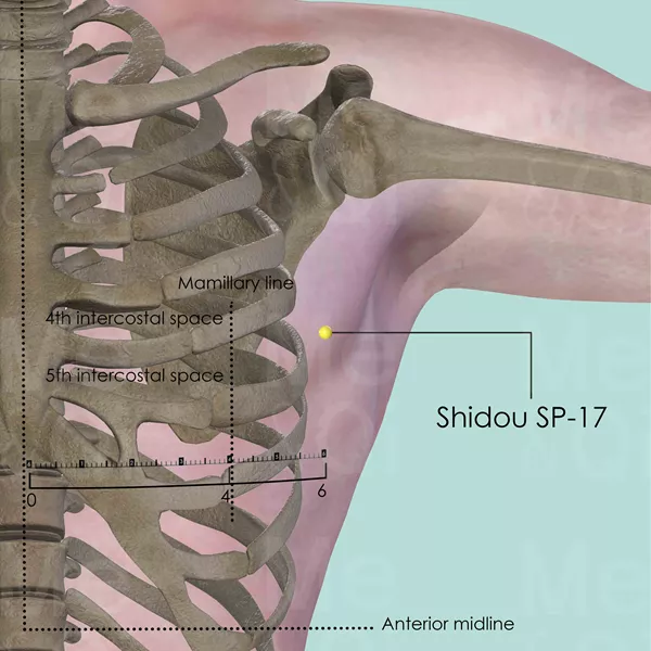 Shidou SP-17 - Bones view - Acupuncture point on Spleen Channel