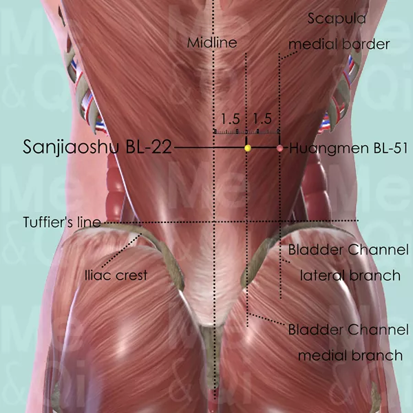 Sanjiaoshu BL-22 - Muscles view - Acupuncture point on Bladder Channel