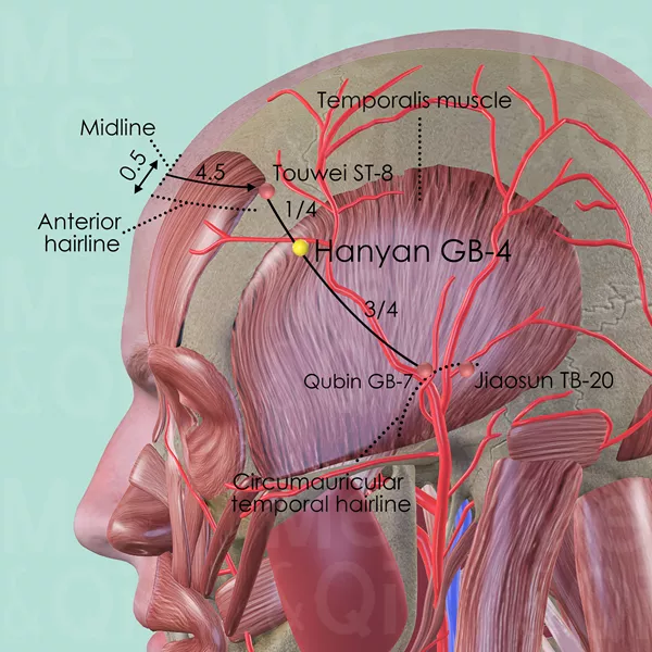Hanyan GB-4 - Muscles view - Acupuncture point on Gall Bladder Channel