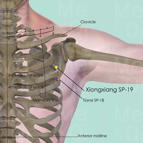 Xiongxiang SP-19 - Bones view - Acupuncture point on Spleen Channel