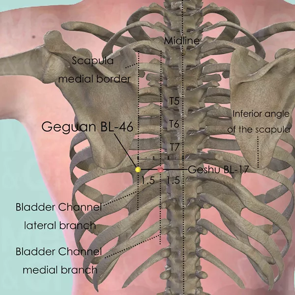 Geguan BL-46 - Bones view - Acupuncture point on Bladder Channel